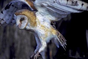 Bird-Barn owl