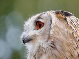 Portrait of an Eagle Owl photo
