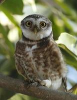 Little owlet