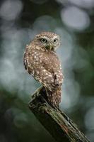 Little owl photo