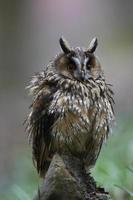 Long eared Owl photo