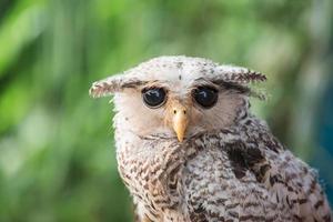owl photo