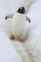Gentoo penguin who goes on a track laid photo