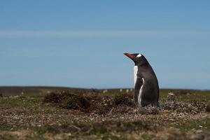 Gentoo Penguin photo