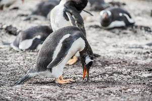 Penguins in Antarctica photo