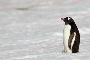 pingüino gentoo en la nieve de la antártida foto