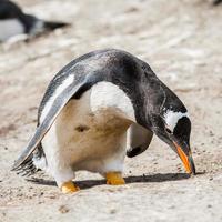 Penguins in Antarctica photo