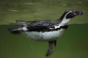 Pingüino de Humboldt (Spheniscus humboldti). foto