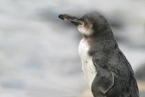 Galapagos Penguin, Galapagos Islands, Ecuador