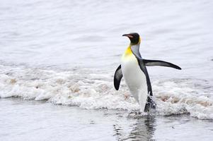pingüino rey (aptenodytes patagonicus)
