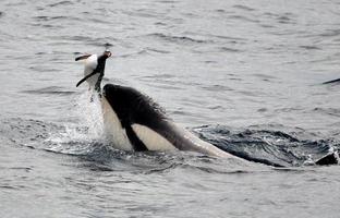 Orca jugando con pingüino gentoo