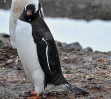 el hermoso pingüino gentoo
