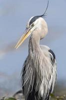 Great Blue Heron with Blowing Crest