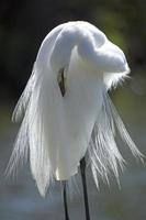 Egret preening its breeding plumage in central Florida.