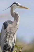 Great Blue Heron with Streaming Crest photo