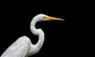 Great white egret photo