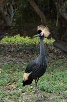 Black crowned Crane photo
