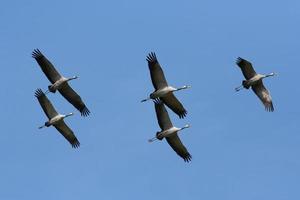 Common crane (Grus grus) in flight photo