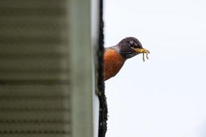 Robin bird with worms in its beak photo