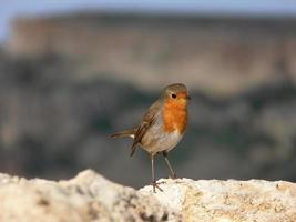 pequeño pájaro delgado con pecho rojo anaranjado pecho robin europeo rojo foto