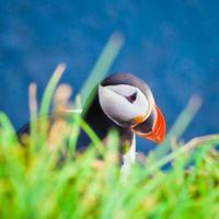 Beautiful vibrant picture of Atlantic Puffins on Latrabjarg cliffs photo