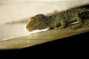 Gecko Calling gecko Tropical asian gecko photo
