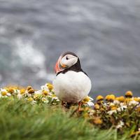 Puffin in iceland photo