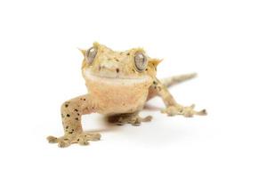 Crested Gecko photo