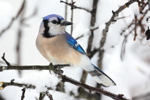 Blue Jay In Snow photo