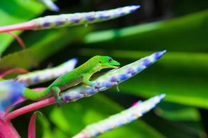 Colorful gecko photo