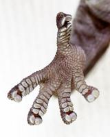 gecko feet photo