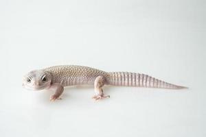 Gecko photo