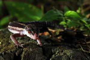 gecko de tierra de kuroiwa salvaje foto