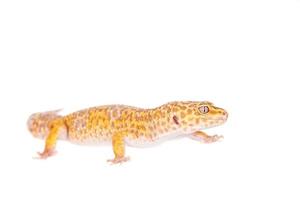 Gecko leopardo sobre un fondo blanco.