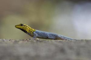 gecko enano de cabeza amarilla foto