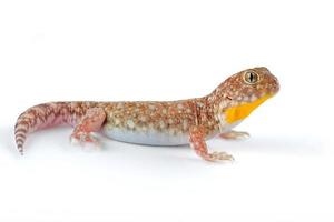 Gecko africano ladrando