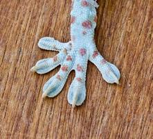 Macro of the foot and tail of a gecko photo