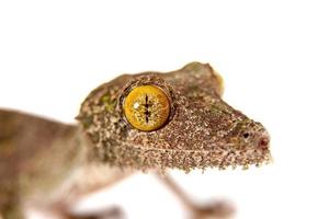 Gecko de cola de hoja, uroplatus sameiti en blanco foto