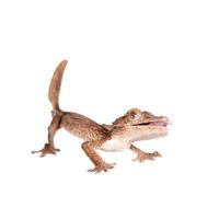 Leaf-toed gecko, unknow uroplatus, on white photo