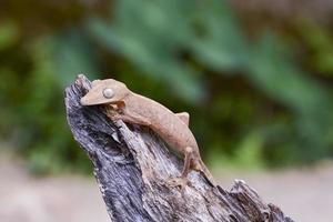 Gecko cola de hoja forrada (uroplatus), marozevo, madagascar foto