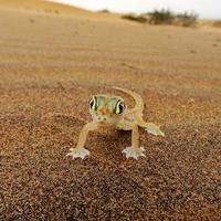 Web-footed Gecko, Palmatogecko (Pachydactylus rangei) photo