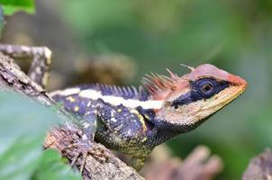Acanthosaura armata, Greater spiny lizard, crested and black faced