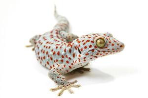 tokay gecko foto