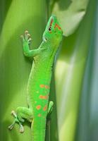 Green gecko photo