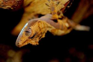 Crested Gecko photo