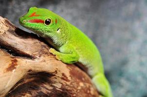 gecko del día de Madagascar foto