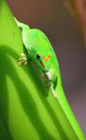 gecko verde