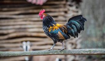 Rooster Stock Photos, Images and Backgrounds for Free Download Rooster Stock Photos, Images and Backgrounds for Free Download