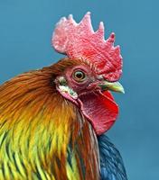 Portrait pet rooster