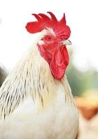 Rooster on traditional free range poultry farm photo